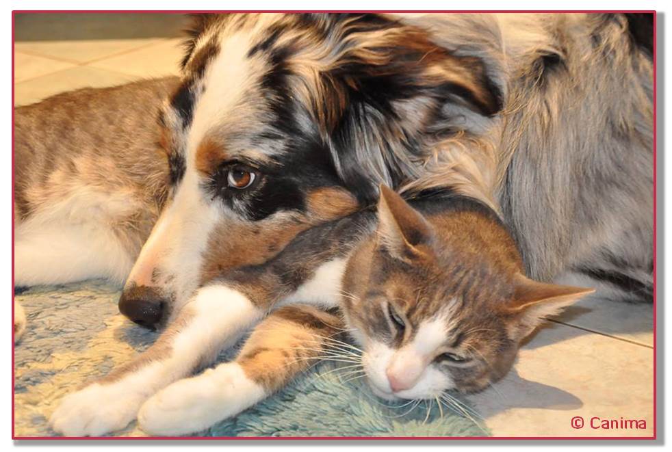 Canima - www.canima.net - Gringho et chat