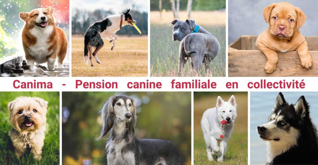 Canima pension familiale chien collective